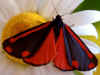 moth.jpg (55343 bytes)
