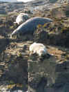 Seals on Seal Island, St. Ives Bay, Cornwall 4