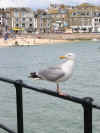 Seagull strikes on The Wharf, St. Ives, Cornwall 1
