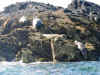 Seals on Seal Island, St. Ives Bay, Cornwall 1